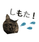 癒し猫**実写**関西弁Ver（個別スタンプ：24）