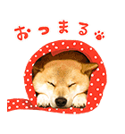 柴犬まる ポップアップ（個別スタンプ：3）