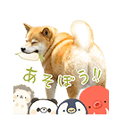 柴犬まる ポップアップ（個別スタンプ：5）