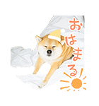 柴犬まる ポップアップ（個別スタンプ：9）