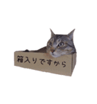 表情豊かな猫の写真スタンプ（個別スタンプ：2）