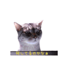 表情豊かな猫の写真スタンプ（個別スタンプ：3）