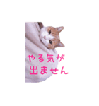 表情豊かな猫の写真スタンプ（個別スタンプ：10）