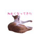 表情豊かな猫の写真スタンプ（個別スタンプ：13）