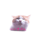 表情豊かな猫の写真スタンプ（個別スタンプ：15）