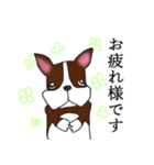まじめなボストンテリア（個別スタンプ：1）