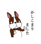 まじめなボストンテリア（個別スタンプ：3）