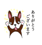 まじめなボストンテリア（個別スタンプ：4）
