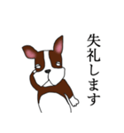 まじめなボストンテリア（個別スタンプ：5）