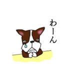まじめなボストンテリア（個別スタンプ：7）