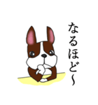 まじめなボストンテリア（個別スタンプ：8）