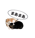 sakie fam stamp（個別スタンプ：2）