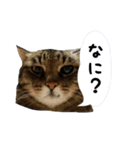 sakie fam stamp（個別スタンプ：5）