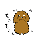 トイプー びすけくん その1（個別スタンプ：1）