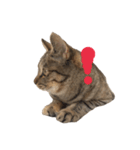 リアルなねこちゃん（個別スタンプ：11）