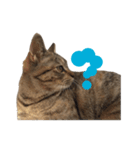 リアルなねこちゃん（個別スタンプ：12）