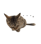 リアルなねこちゃん（個別スタンプ：13）