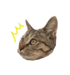 リアルなねこちゃん（個別スタンプ：15）