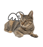 リアルなねこちゃん（個別スタンプ：17）