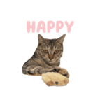リアルなねこちゃん（個別スタンプ：19）
