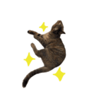 リアルなねこちゃん（個別スタンプ：21）