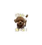 トイプードル ティル 写真ver.2（個別スタンプ：1）