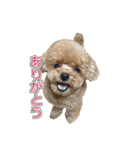 トイプードル ティル 写真ver.2（個別スタンプ：4）