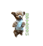 トイプードル ティル 写真ver.2（個別スタンプ：5）
