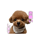 トイプードル ティル 写真ver.2（個別スタンプ：6）