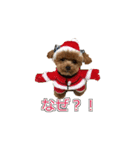 トイプードル ティル 写真ver.2（個別スタンプ：9）