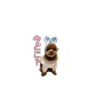 トイプードル ティル 写真ver.2（個別スタンプ：12）