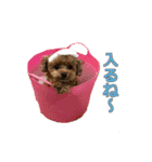 トイプードル ティル 写真ver.2（個別スタンプ：15）