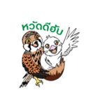 Raptors of Thailand（個別スタンプ：7）