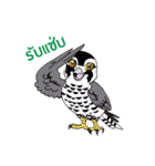 Raptors of Thailand（個別スタンプ：38）