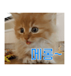 Nants ingonyama~ Simba（個別スタンプ：1）