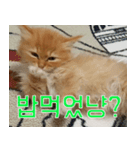Nants ingonyama~ Simba（個別スタンプ：2）