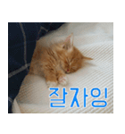 Nants ingonyama~ Simba（個別スタンプ：3）