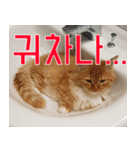 Nants ingonyama~ Simba（個別スタンプ：6）