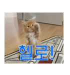 Nants ingonyama~ Simba（個別スタンプ：7）