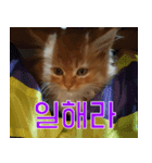 Nants ingonyama~ Simba（個別スタンプ：8）