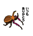 カブトムシ＆クワガタスタンプ（日常ver）（個別スタンプ：5）