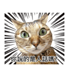 momo my cute cat（個別スタンプ：1）