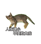 momo my cute cat（個別スタンプ：2）