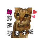 momo my cute cat（個別スタンプ：3）