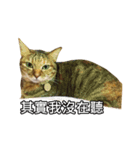 momo my cute cat（個別スタンプ：4）