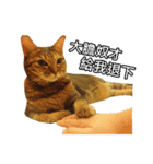momo my cute cat（個別スタンプ：5）