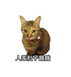 momo my cute cat（個別スタンプ：8）
