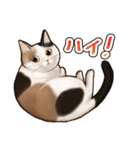 猫と会話するスタンプ（個別スタンプ：2）