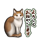 猫と会話するスタンプ（個別スタンプ：3）