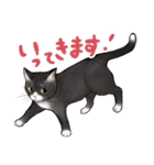猫と会話するスタンプ（個別スタンプ：5）